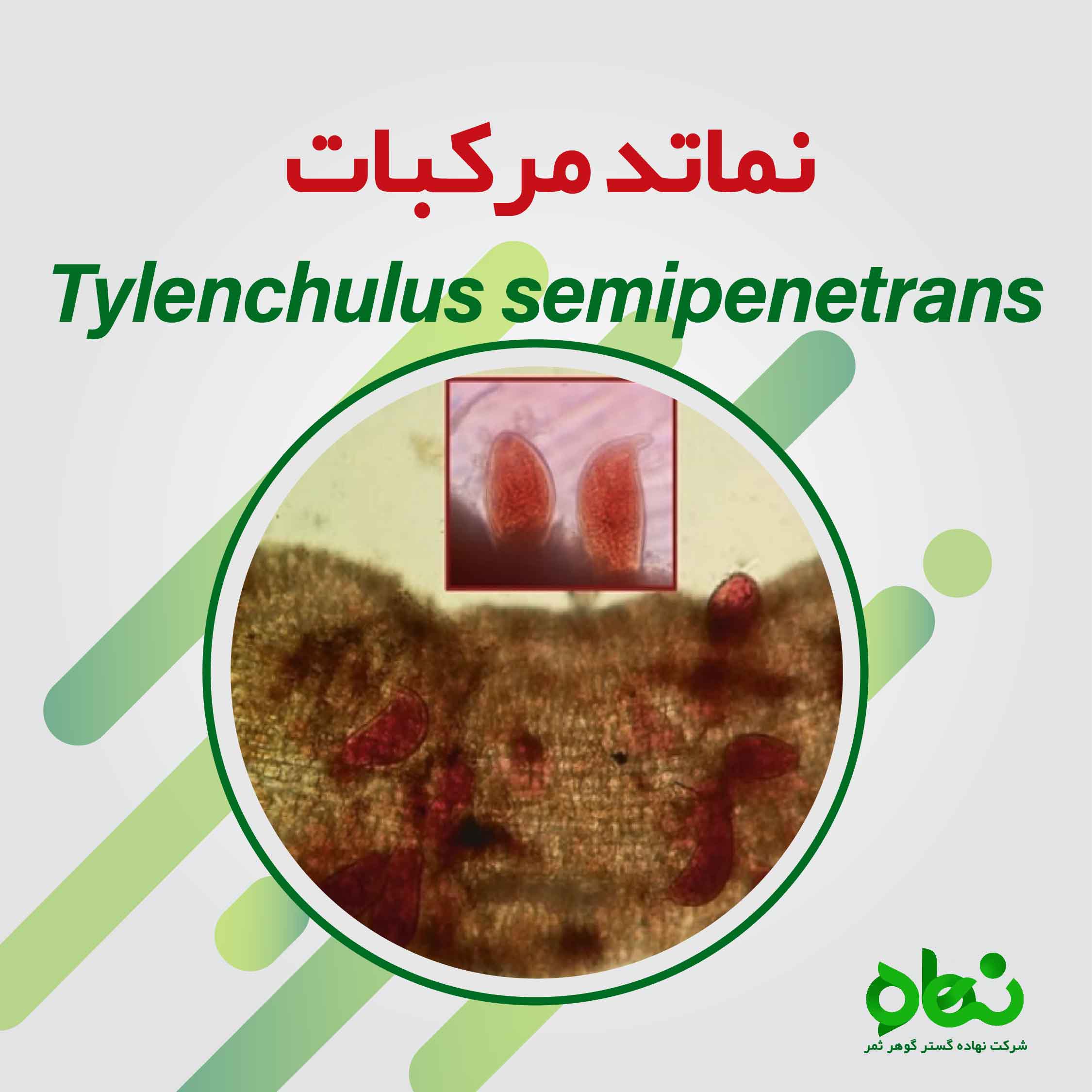 نماتد مرکبات